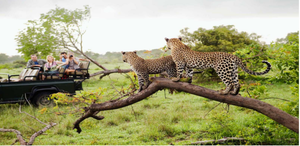 Kruger-Park-Game-Drive